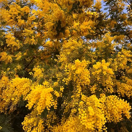 Casa A Scopa Gæstehus Lumio (Corsica)
